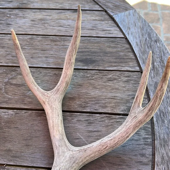 🦌Deer antler shedding, authentic real display art piece - Picture 3 of 4